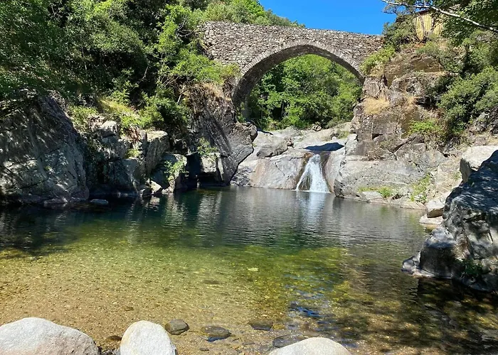 Vivares *